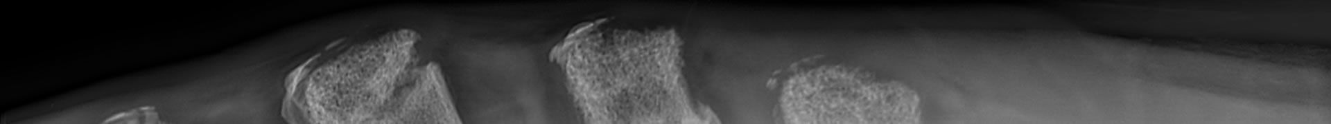 Veterinary X Ray Equipment Banner Image
