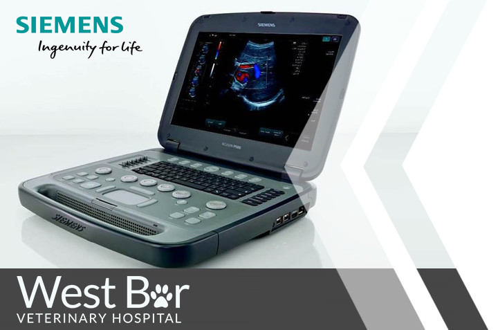 West Bar Vets: Veterinary hospital enhances its imaging quality with SFS