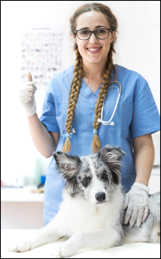 insurance-vet