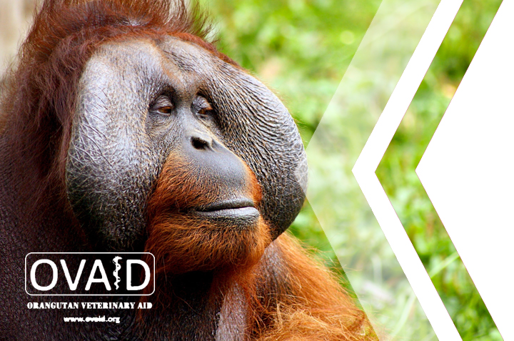 Orangutan Veterinary Aid (OVAID) Support Update