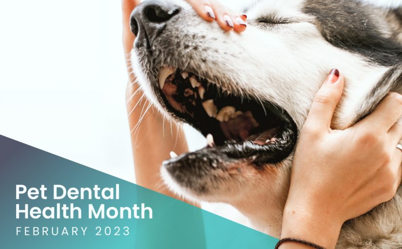 Pet Dental Health Month