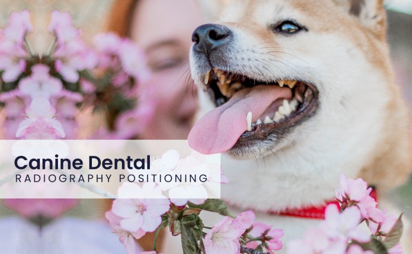 Canine dental – Radiography Positioning Aid