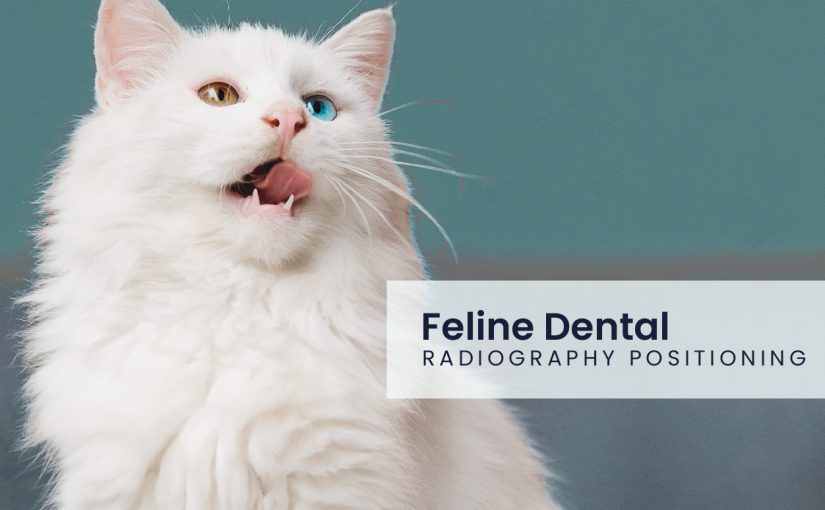 Feline Dental Radiography positioning aid