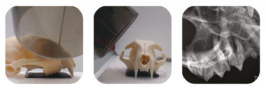 dental radiography